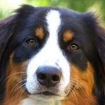 DVDR_Dog