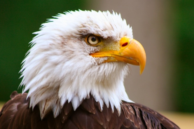11-eagle-11